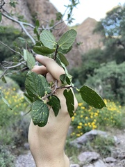 Celtis reticulata