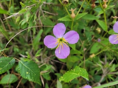 Rhexia mariana
