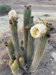 Trichocereus spachianus