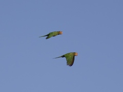 Psittacara mitratus