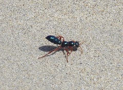 Diamma bicolor