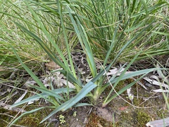 Dianella amoena