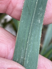 Dianella amoena