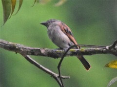 Pachyramphus homochrous