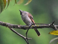 Pachyramphus homochrous