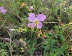 Rhexia mariana