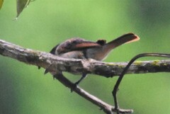 Pachyramphus homochrous