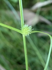 Cyperus brevifolius