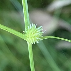 Cyperus brevifolius