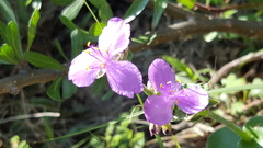 Tradescantia bracteata