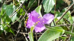 Tradescantia bracteata
