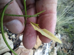 Thelypodium wrightii