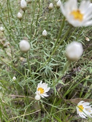 Rhodanthe anthemoides