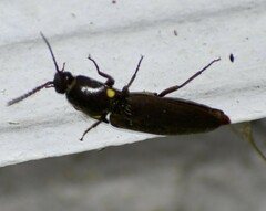 Deilelater physoderus