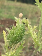 Argemone platyceras