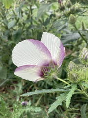 Hibiscus cannabinus