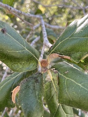 Callirhytis quercusagrifoliae