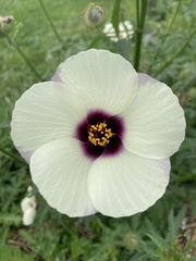 Hibiscus cannabinus