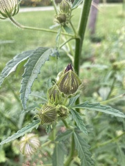 Hibiscus cannabinus