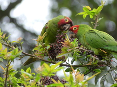 Psittacara erythrogenys