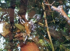 Aquarius elongatus
