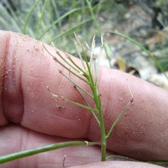 Thelypodium wrightii