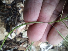 Thelypodium wrightii