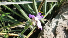Tradescantia bracteata