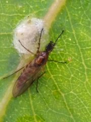Dilophus