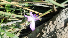 Tradescantia bracteata