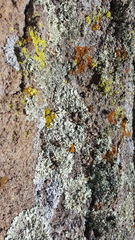 Xanthoparmelia cumberlandia