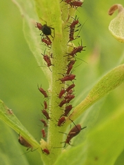 Uroleucon nigrotuberculatum