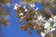 Eucalyptus gamophylla