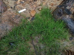 Eleocharis acicularis