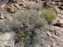 Ephedra nevadensis