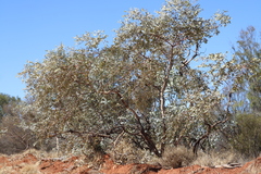 Eucalyptus gamophylla