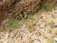 Eleocharis acicularis