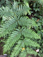 Alsophila spinulosa