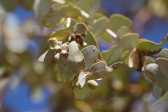 Eucalyptus gamophylla