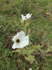 Argemone platyceras