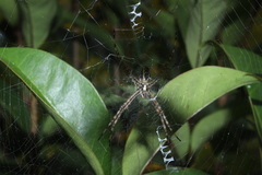 Argiope trifasciata