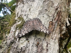 Hamadryas