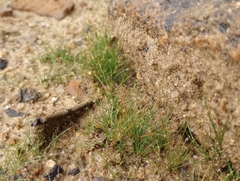 Eleocharis acicularis