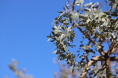 Eucalyptus gamophylla