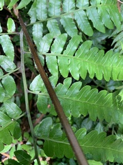 Diplazium dilatatum