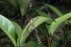 Argiope trifasciata