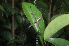 Argiope trifasciata