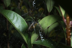 Argiope trifasciata