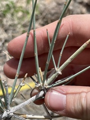 Ephedra nevadensis