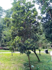 Calophyllum blancoi